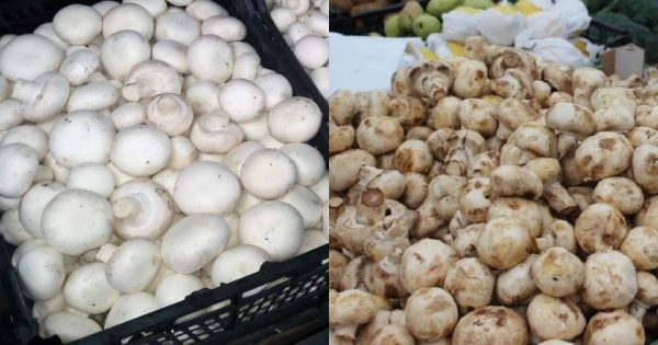 ¿Te gustan los champiñones? Pues, deberías saber esto, sin falta… ¡Después de todo, mereces solo lo mejor!