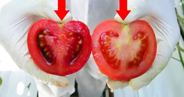 ¿Sabes lo que compras? Así es cómo se diferencian los tomates transgénicos de los naturales…