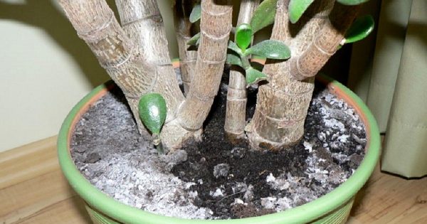 Cómo eliminar el moho de una maceta