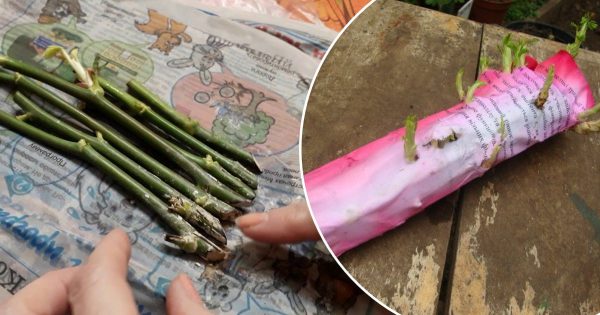 Cómo enraizar esquejes de rosas con el método del burrito: un método eficaz