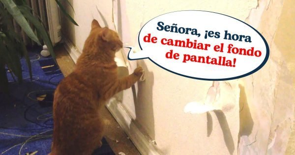 Una forma infalible de evitar que un gato rompa el papel tapiz y los muebles, de una vez por todas