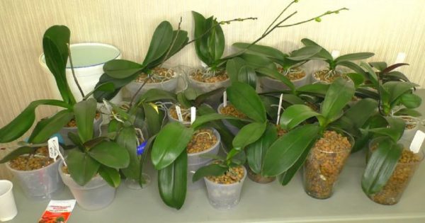 Cómo fertilizar orquídeas con posos de café