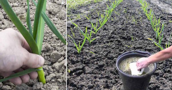 Cómo fertilizar mejor el ajo para evitar que deteriore y muera.