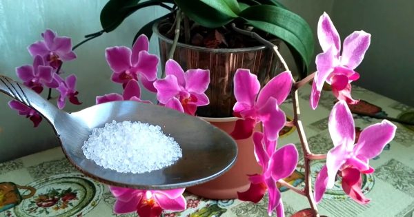 Cómo fertilizar una orquídea en casa.