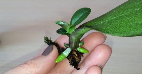 Cómo propagar una orquídea a partir de una hoja
