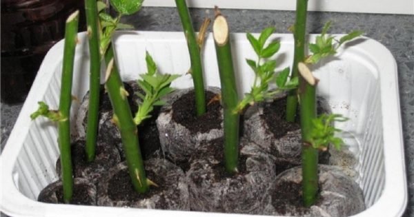 Cómo hacer crecer una rosa de un tallo