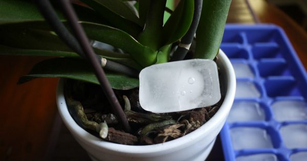 ¿Tu orquídea ha dejado de florecer? Coloca un par de cubitos de hielo en la maceta…