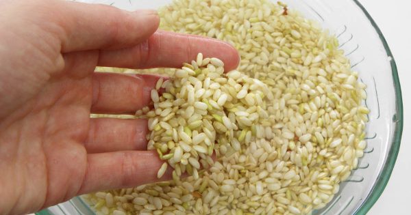 Qué cereales deben lavarse antes de cocinarlos y cuáles pueden echarse directamente a la olla Qué cereales deben lavarse antes de cocinarlos y cuáles pueden echarse directamente a la olla