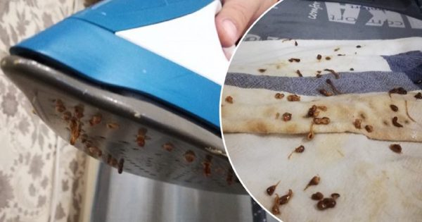 ¿Cómo puedo descalcificar el interior de una plancha?