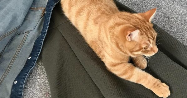 Cómo quitar la lana de la alfombra sin una aspiradora