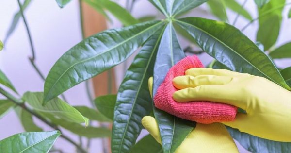 Cómo limpiar las hojas de las plantas de interior: consejos útiles