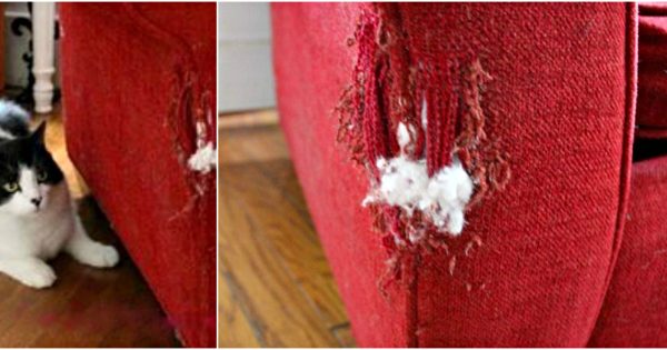 Si tu gato destrozó la tapicería del sofá con sus garras, no te aflijas… ¡He aquí la solución!