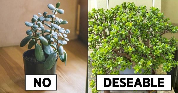 Reglas para colocar un árbol del dinero en una casa.