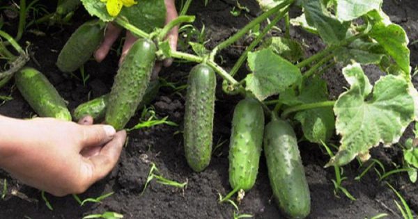 Un truco para los veraniegos. Aprende a procesar pepinos sin productos químicos.