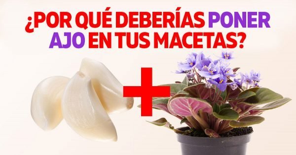 ¿Por qué deberías poner ajo en tus macetas?