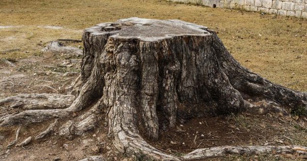 No arrancar los tocones y salar con sal de mesa, un método de la que funciona sin problemas