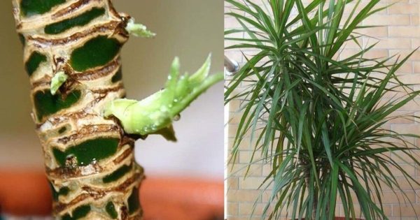 Cómo recortar una dracaena para nivelarla
