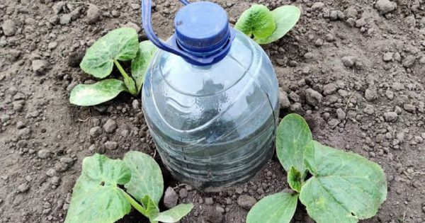 Cómo regar las plantas en vacaciones