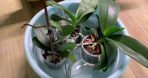 ¿Con qué frecuencia se debe regar una orquídea?