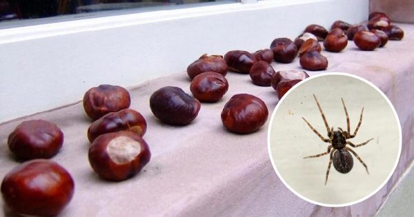 Cómo repeler las arañas de casa