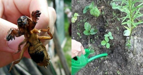 Cómo revivir tu jardín. ¡Deshazte del las plagas con un solo fósforo!