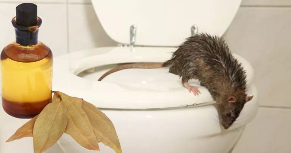 Cómo sacar los ratones de casa: 6 métodos fiables Cómo sacar los ratones de casa: 6 métodos fiables