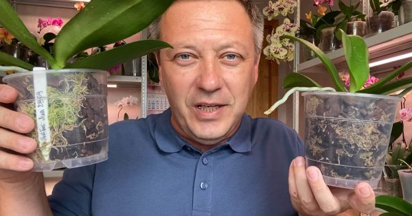 Las orquídeas crecen como la levadura, la patada mágica para nuevas hojas y raíces