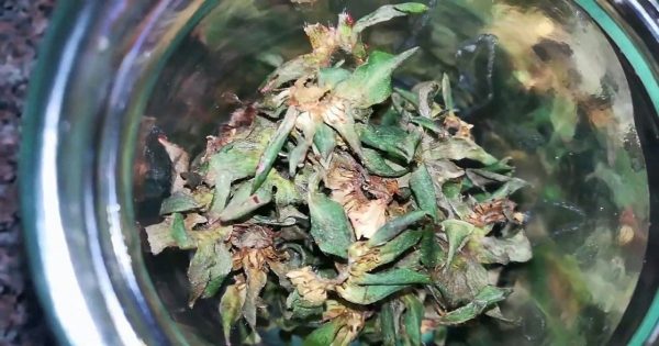 Cómo usar las fresas Cómo usar las fresas