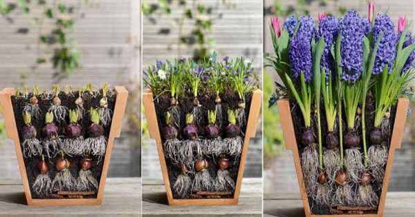 Ella plantó unos bulbos de flores de una manera muy inusual… ¡He aquí el resultado!