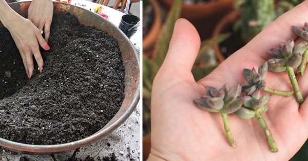 Esta es la combinación más hermosa de las plantas que he visto… ¡Imposible apartar la mirada!