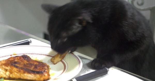 ¿Por qué no debes gritarle a tu gato por subir a la mesa?