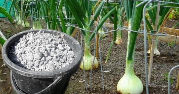 Con qué no alimentar tus cebollas en primavera. Con qué no alimentar tus cebollas en primavera.