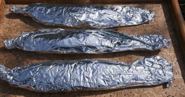 ¿Cómo reemplazar el papel de aluminio, el papel de hornear y el film transparente?