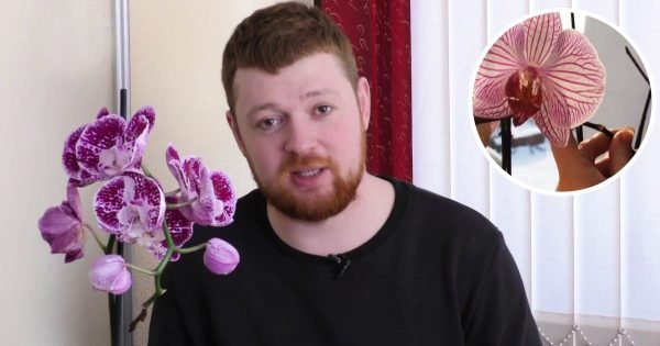 Dónde colocar la orquídea para que florezca continuamente