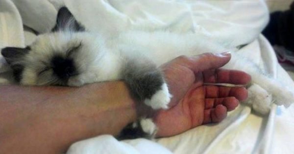 Si a un gato le gusta dormir en la cama de su protectora, ¿qué significa?