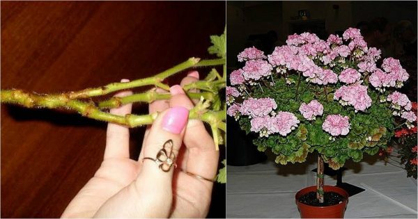 Cómo cuidar los geranios