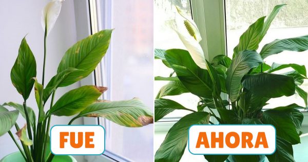 El travieso Spatifillum: cuidados y trasplante correctos