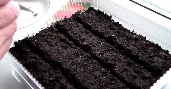 Compartiendo las ideas: ¡Cultivar verduras frescas, incluso fuera de la temporada, es posible!