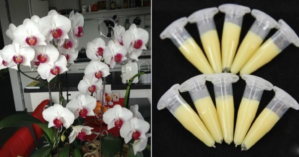 Todos los amantes de las orquídeas apreciarán este truco! Exuberante floración está garantizada…