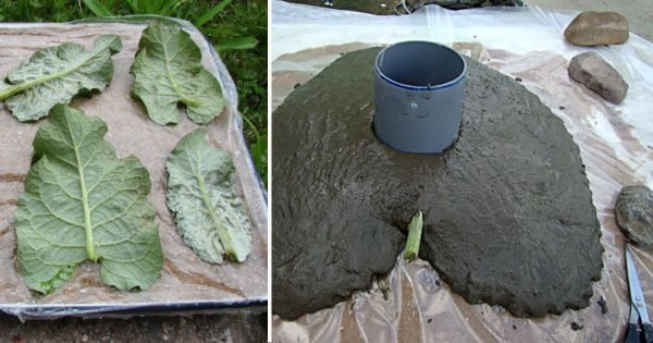 Ella cortó 4 hojas de bardana y las cubrió con cemento. Nadie esperaba tal efecto…