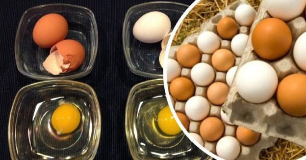 ¿Cuál es la diferencia entre los huevos blancos y los huevos marrones?