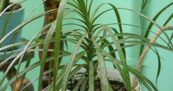 Lo que los descuidados propietarios de una Dracaena de interior no saben