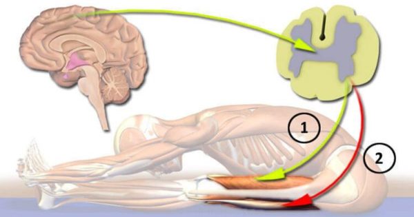 «¡El principal y más brutal error de todos aquellos que suelen tener dolor de espalda y cuello!» El osteópata de edad avanzada dio una receta que cura... «¡El principal y más brutal error de todos aquellos que suelen tener dolor de espalda y cuello!» El osteópata de edad avanzada dio una receta que cura...