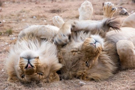 Qué tipo de carácter tiene un Leo Qué tipo de carácter tiene un Leo
