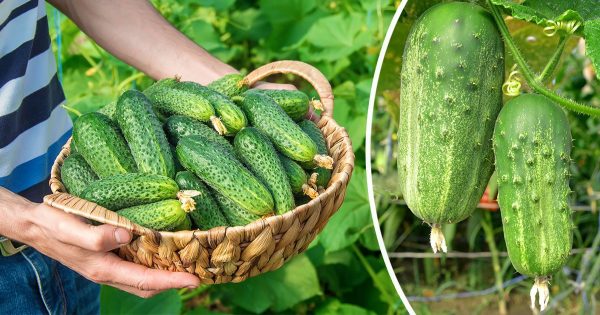 Mi vecino, el magnate del pepino, me cuenta cómo obtener una rica cosecha de estas hortalizas Mi vecino, el magnate del pepino, me cuenta cómo obtener una rica cosecha de estas hortalizas