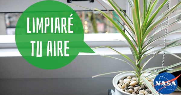¿Qué plantas limpiarán el aire como una aspiradora?