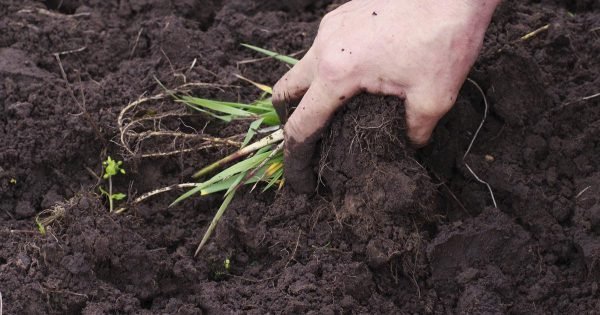 Instrucciones para el control de malezas en el campo.