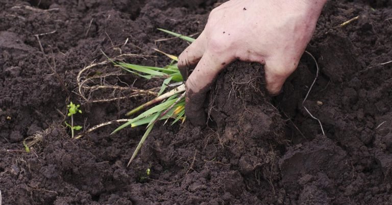 ¿Por qué ya es hora de dejar de arrancar las malezas con las manos