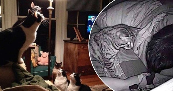 Cómo nos revelan los gatos que la energía negativa reina en la casa Cómo nos revelan los gatos que la energía negativa reina en la casa