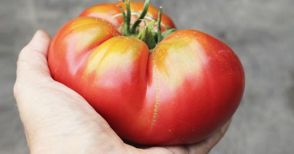 ¿Está bien comer tomates insípidos del supermercado, o es mejor tirarlos?